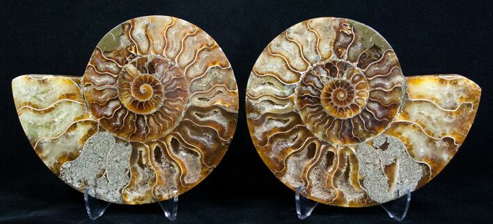 Inch Split Ammonite Pair #3330